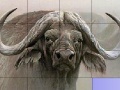 Gioco Slide Puzzle: Buffalo 
