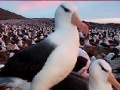 Gioco Slide Puzzle: Seagull 