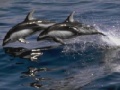 Gioco Dolphins Sliding Puzzle