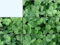 Gioco Clovers Slider