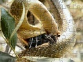 Gioco Snakes Eating Jigsaw