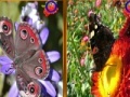 Gioco Butterfly Similarities