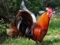 Gioco Jigsaw: Rooster 
