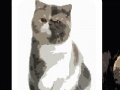 Gioco Cute cats - memory matching