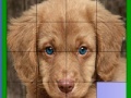 Gioco Blue eyed dog slide puzzle