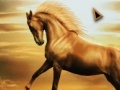 Gioco Horse Differences