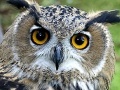 Gioco Owl