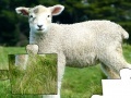 Gioco Jigsaw: Lamb
