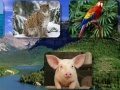 Gioco Guess the animal sounds