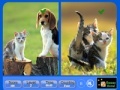 Gioco Pet Animals - Similarities